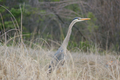 View of a bird on field