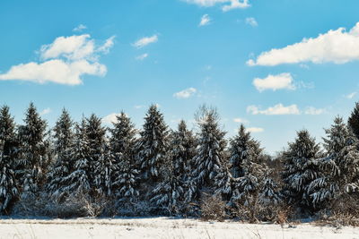 Trees on snow covered landscape against sky