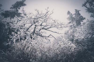 Snow covered trees in forest against sky