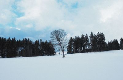 Close-up of trees against sky