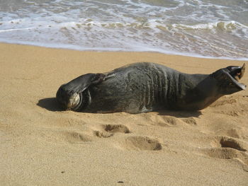 Sea relaxing on sand at beach