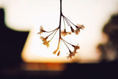 Close-up of plant against sky