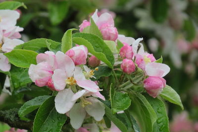 Close-up of pink flowering plant