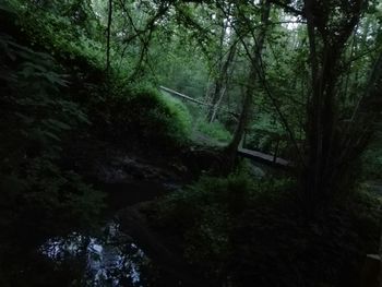 Trees in forest