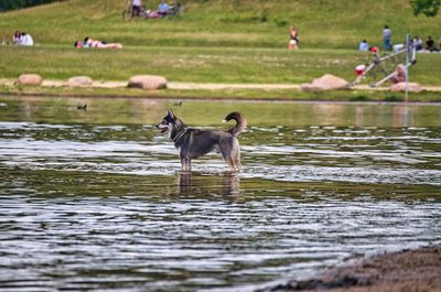 Dogs on lake