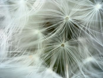 Close-up of dandelion