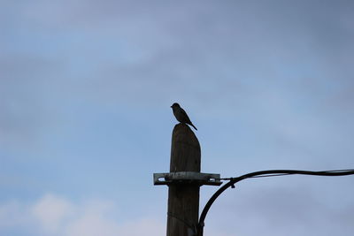 Low angle view of bird perching on cable against sky