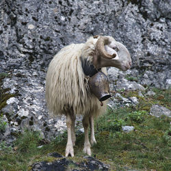 Sheep standing on field