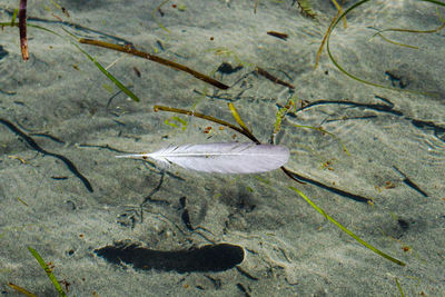 High angle view of dead fish in sea