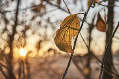 Close-up of dried leaves on plant