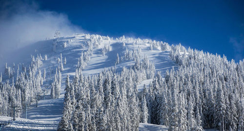 Panoramic view of pine trees against sky during winter