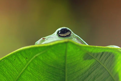 Close-up of insect on leaf