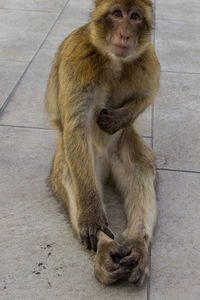 High angle portrait of macaque monkey sitting on street