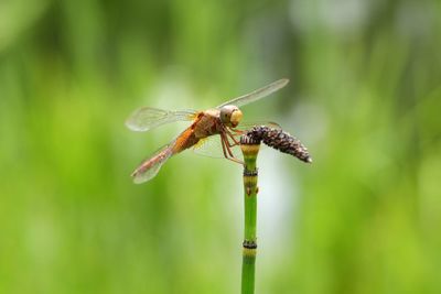 Close-up of dragonfly on plant