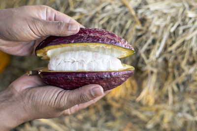 Selective focus cocoa fruit pulp white large seed sliced purple cocoa, the flesh is seen