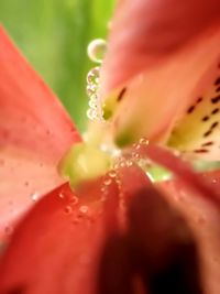 Macro shot of water drops on flower