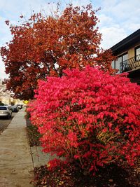 Flowers on tree in city during autumn