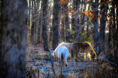 Horses in a forest