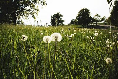 View of flowers growing in field