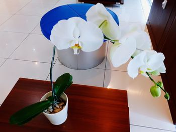 High angle view of white flowers on table