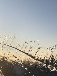 Low angle view of wet birds against sky