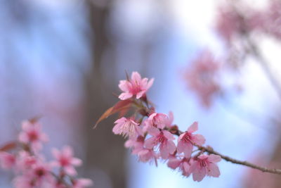 Close-up of pink cherry blossoms