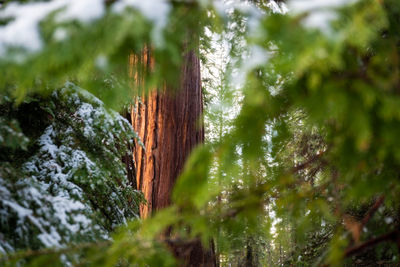 Low angle view of tree trunk in forest