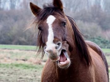 Close-up of a horse on field