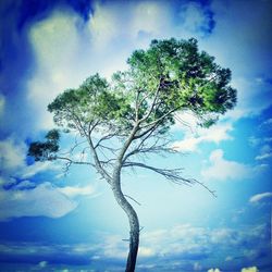 Low angle view of trees against cloudy sky