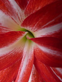 Full frame shot of red rose