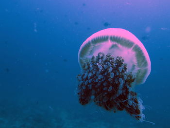 Medusa jellyfish swimming in andaman sea