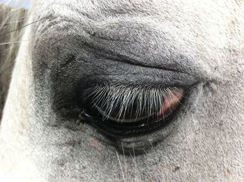 Close-up of animal eye