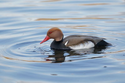 Close-up of duck swimming in lake