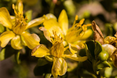 Close-up of yellow flowering plant