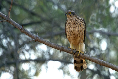 Low angle view of eagle perching on tree