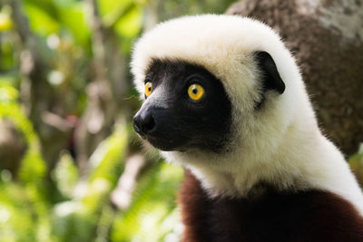 Close-up of lemur looking away