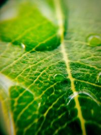 Close-up of leaves