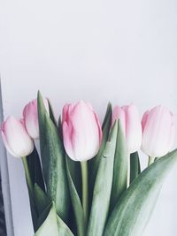 Close-up of pink tulips against white background