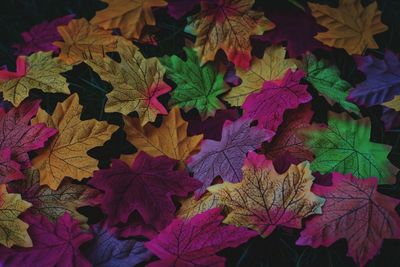 High angle view of colorful leaves