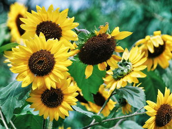 Close-up of fresh sunflowers