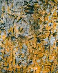 Full frame shot of tree trunk