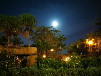 Palm trees against sky at night