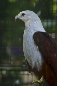 Close-up of eagle in cage