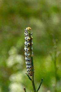 Cucullia scrophulariae