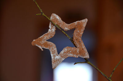 Christmas decoration, a star made of ginger bread