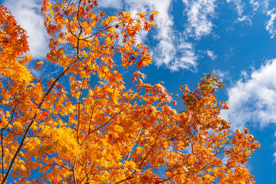 Low angle view of autumn tree against sky