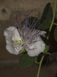 Close-up of flowers in water