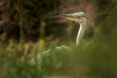 Close-up of gray heron on field