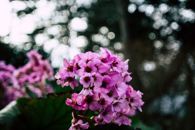 Close-up of pink flowers blooming outdoors