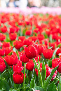 Close-up of red tulips